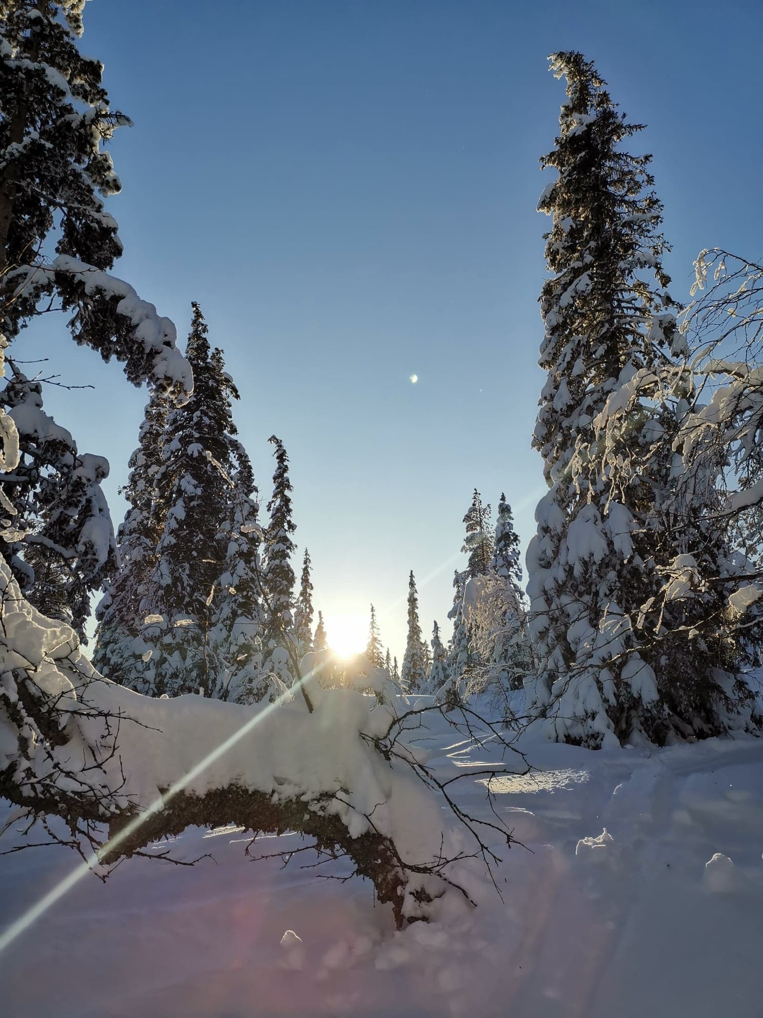 Zonsopgang in Lapland