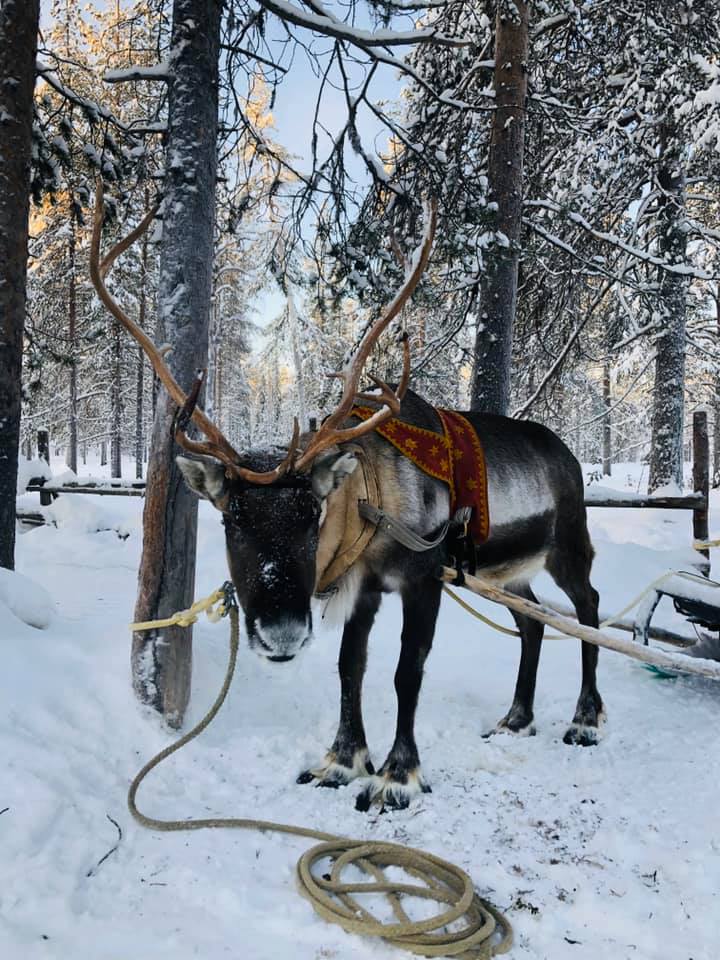 Rendier in Lapland