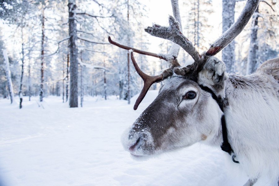 Rendieren in Lapland