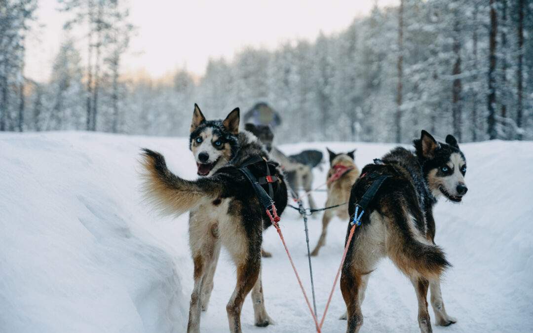 Mon voyage hivernal en Laponie finlandaise