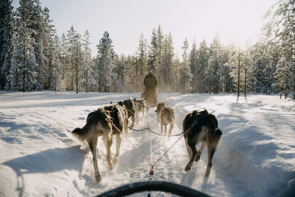 une balade en chien de traineau en Laponie, une activité sortie d’un conte de fées 