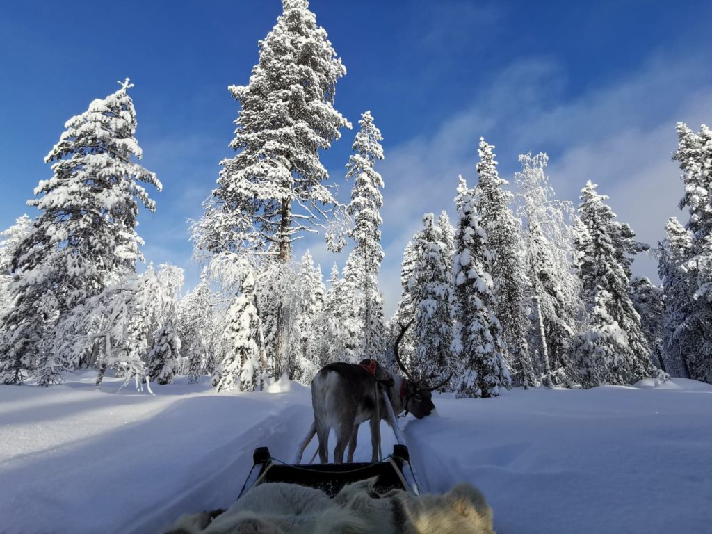 Reindeer in Lapland