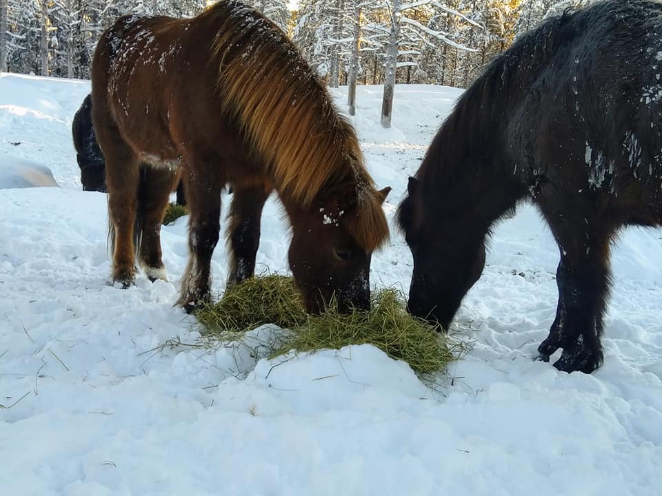 Paard rijden in Lapland