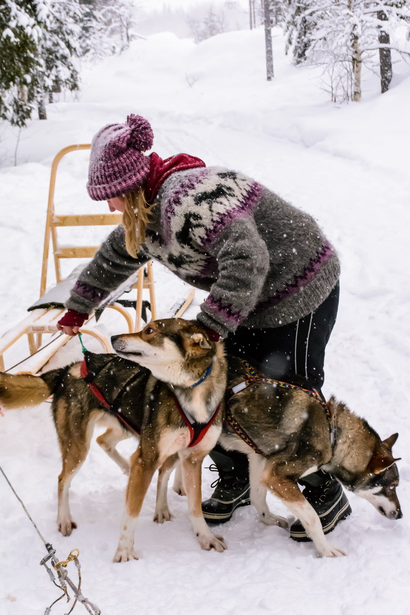Husky slee in Lapland