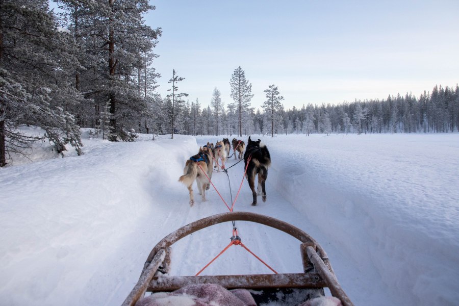 Husky safari in Lapland