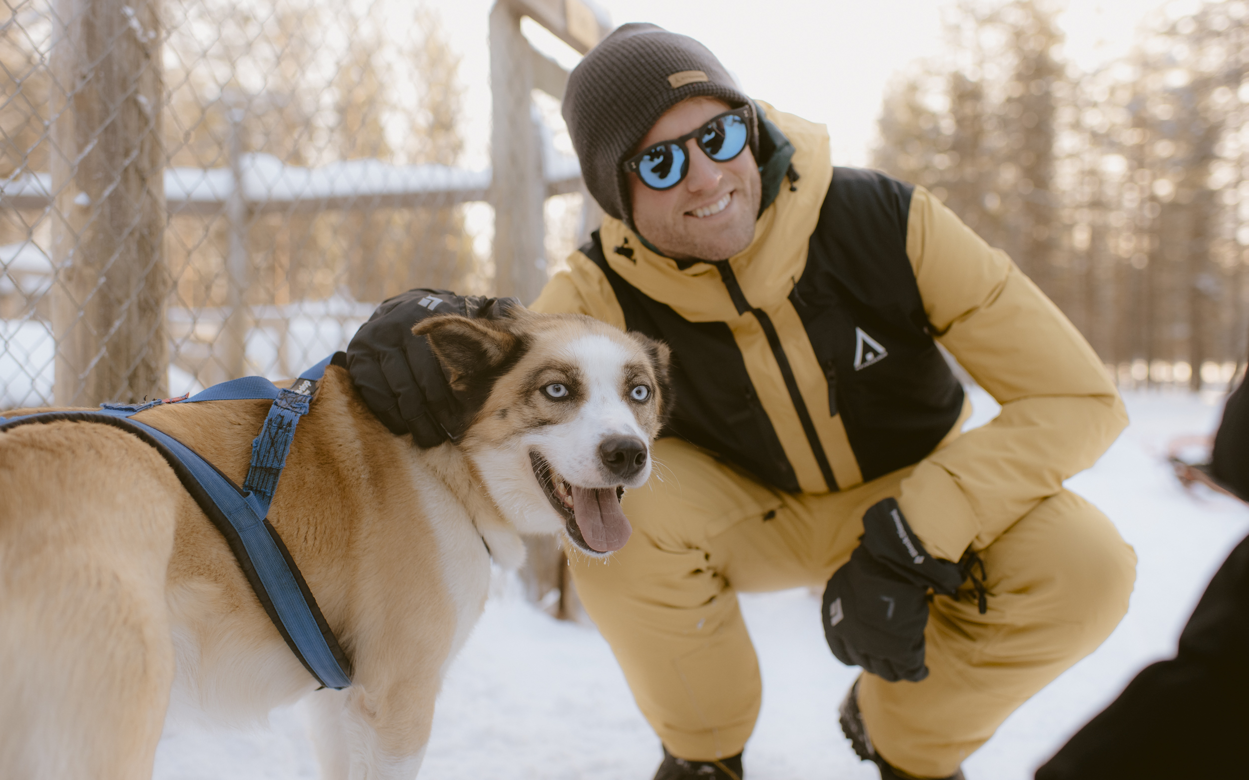 Husky hond in Lapland
