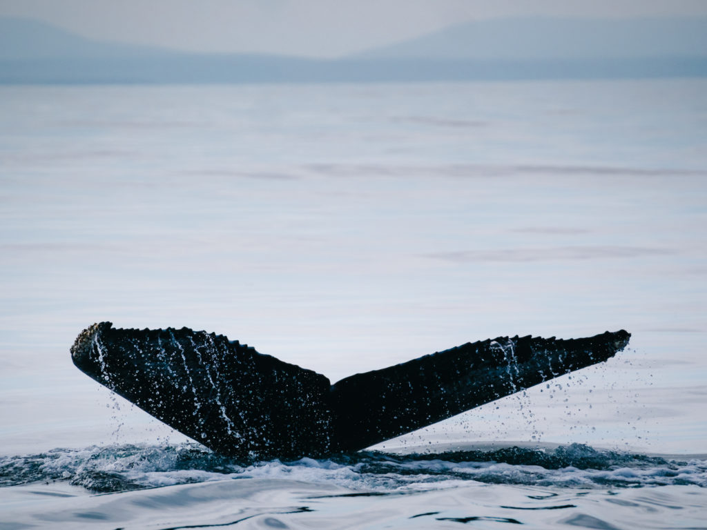 10 redenen waarom IJsland op je bucketlist moet: walvissen